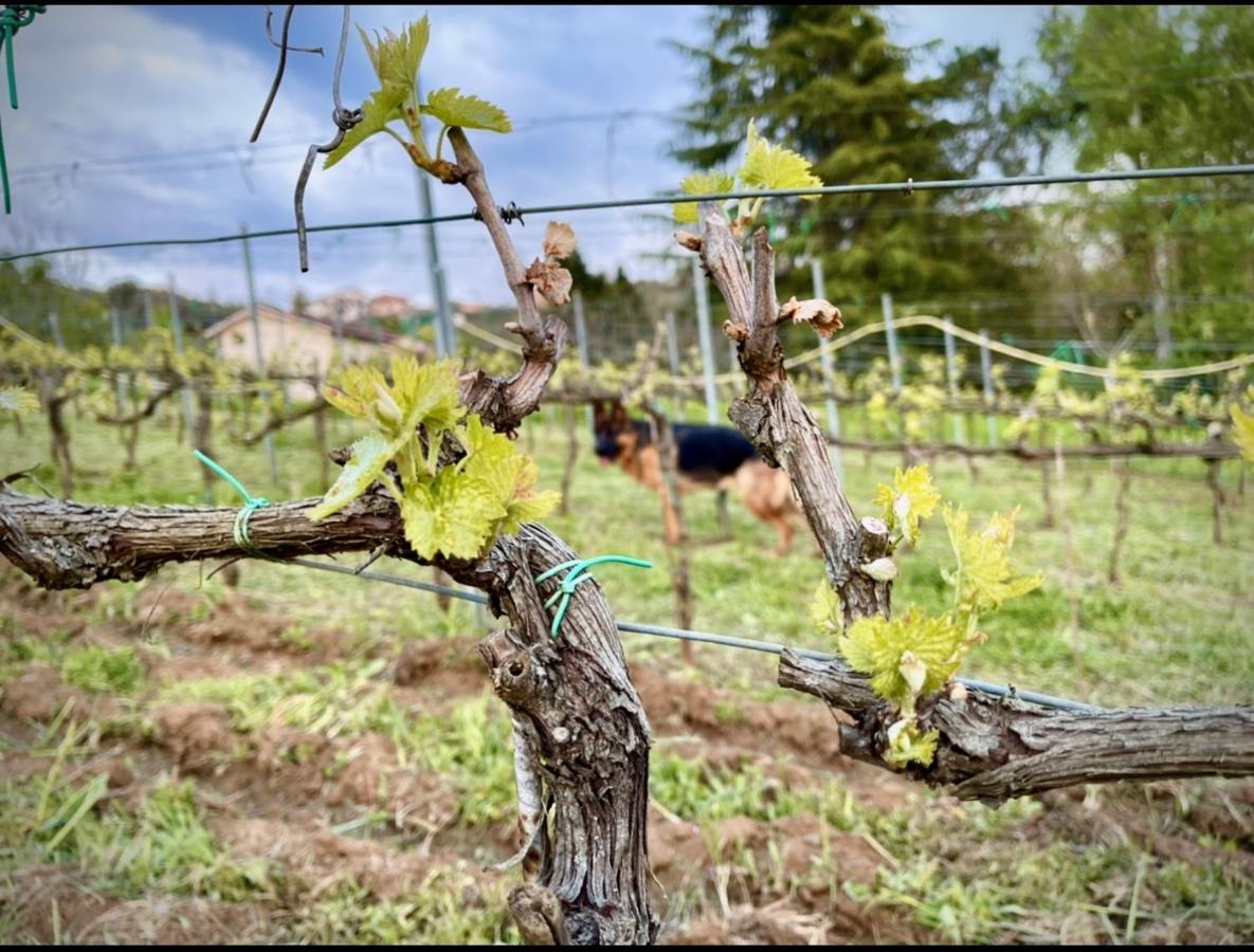 Donna Vittori - Borgo Agricolo Aparthotel Paliano Buitenkant foto