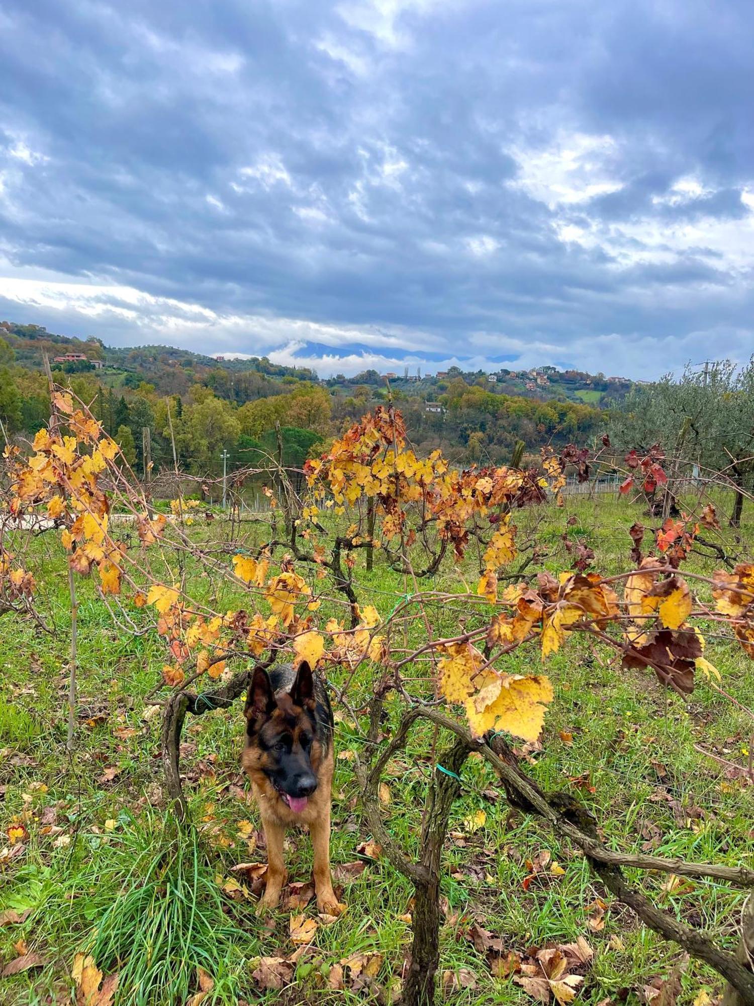 Donna Vittori - Borgo Agricolo Aparthotel Paliano Buitenkant foto